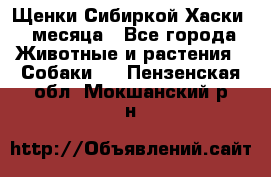 Щенки Сибиркой Хаски 2 месяца - Все города Животные и растения » Собаки   . Пензенская обл.,Мокшанский р-н